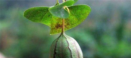  年轻|女性想要保持年轻，常吃4种食物，排毒清肠，美容护肤，抗衰老