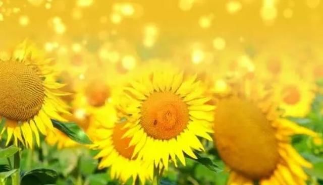  消极悲观|女子离奇失踪背后给我们的是怎样的生活警示？