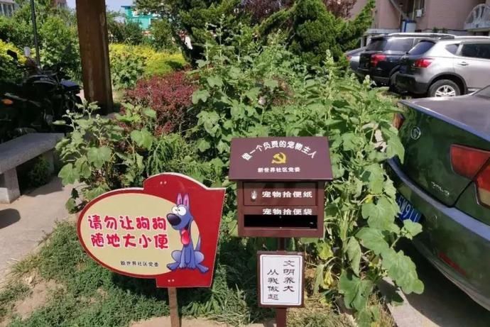再也不能|蓬莱人以后再也不能任性养狗啦！这些行为将被罚