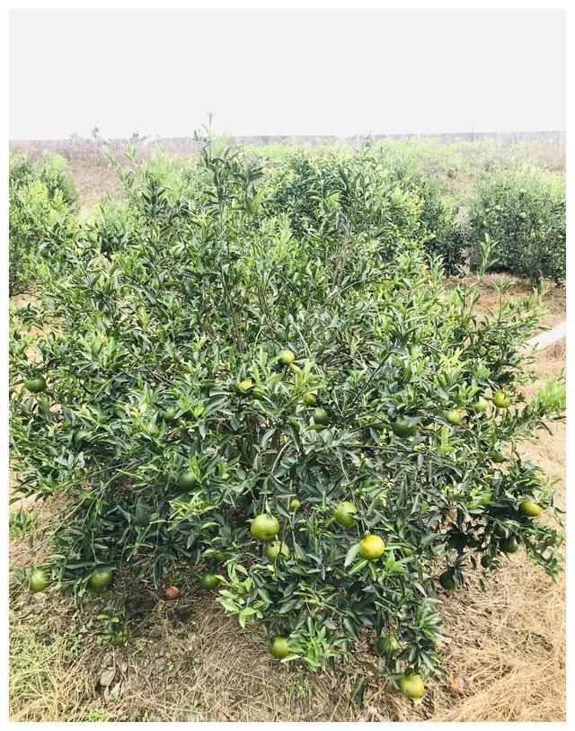 当地|陈皮之乡品美食,深扒当地农家乐特色菜肴,味道超.