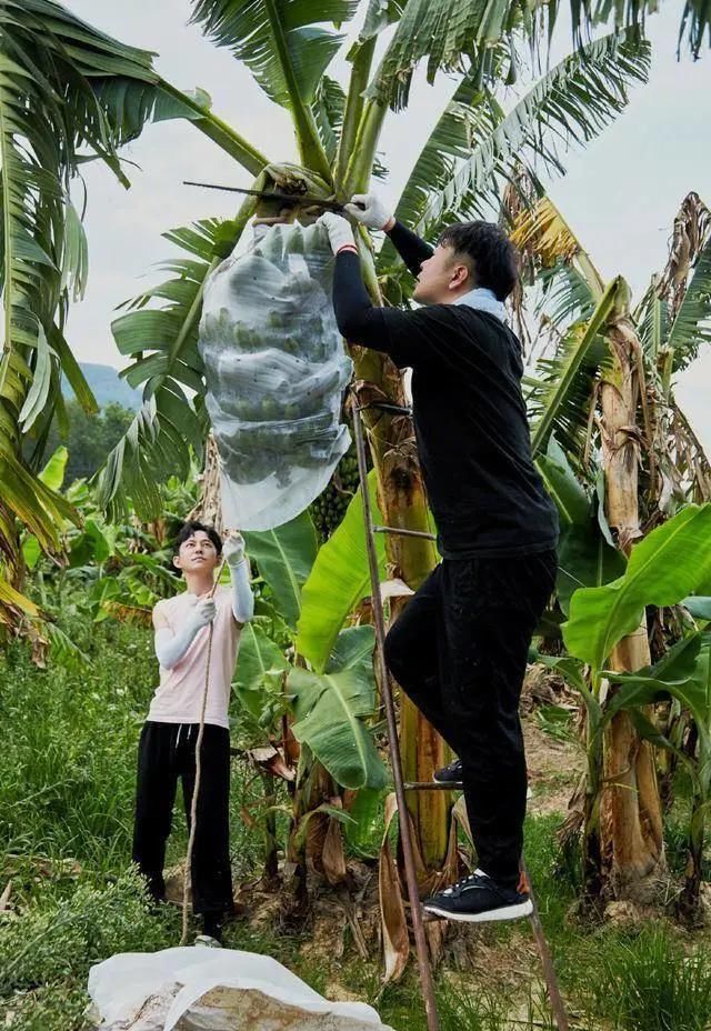  节目|《向往的生活》收视率一路下滑，慢综艺要怎么才能玩出新花样？