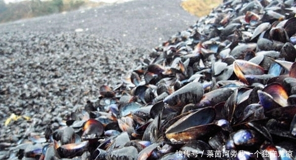 外国人|繁殖能力太强,外国人拿它没办法,中国吃货表示非常可惜!