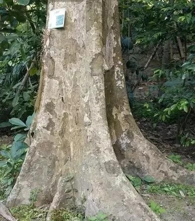  家里|人面子丨小时候爷爷家里的凉果