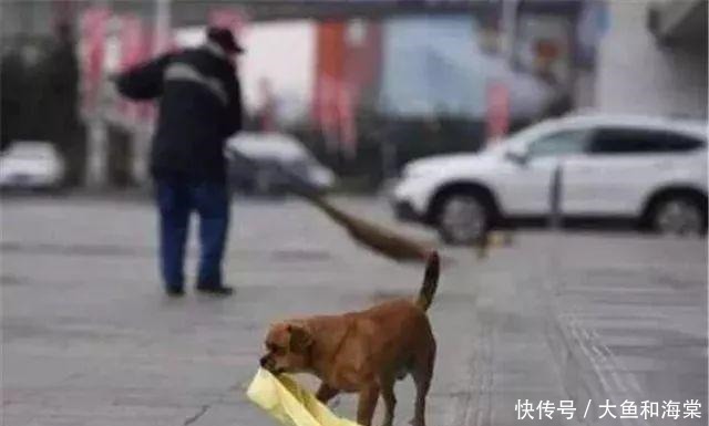 教养|抱歉!连流浪狗都有的教养,有些人却没有