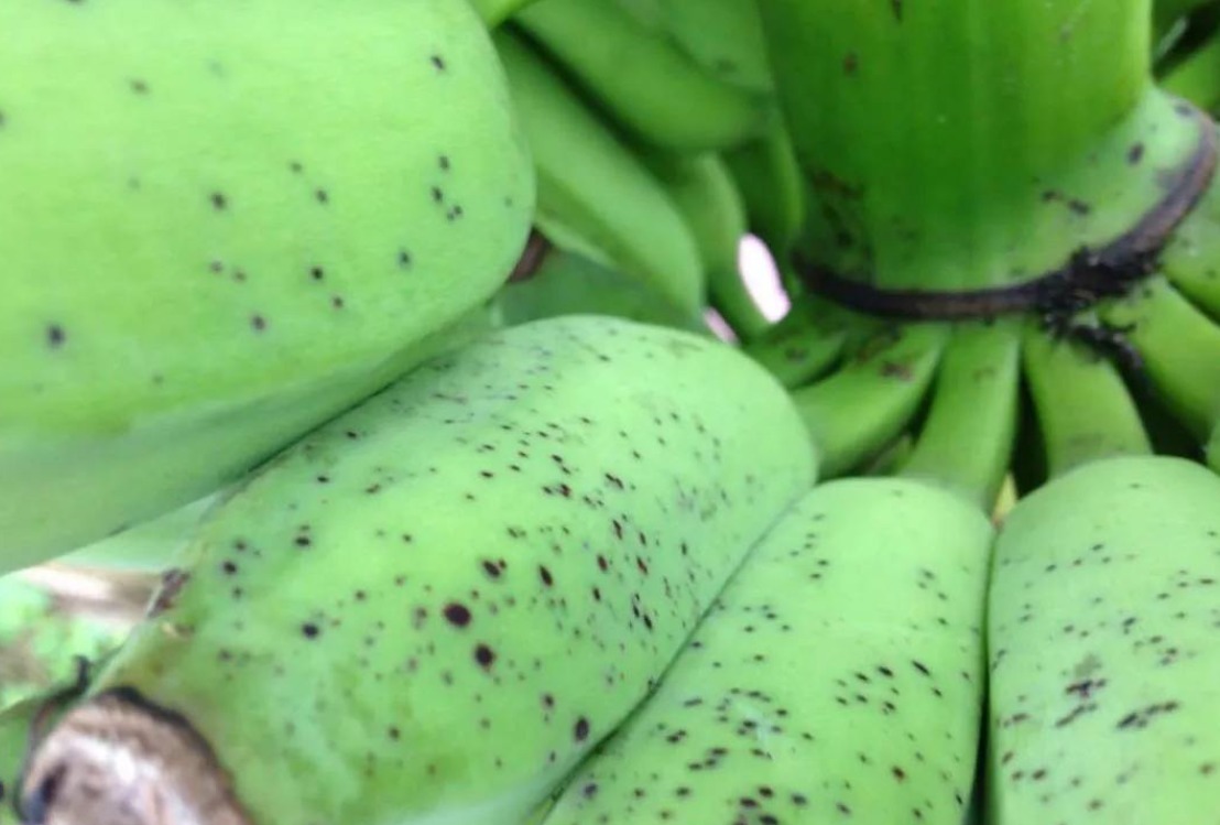 现黑点或者|香蕉上的黑点是什么?能不能食用?