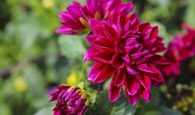  山镇|藏在宝山镇的美丽花园，不仅大丽花花开迷人眼，更有牡丹玉笑珠香