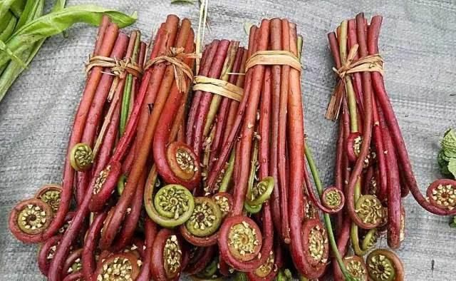  蔬菜|会吃的人最健康，3种蔬菜不可少，清热解毒，润肠通便，改善食欲