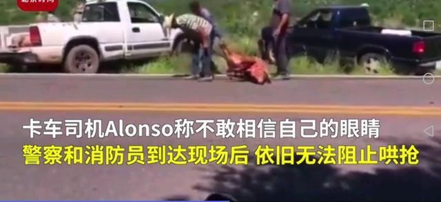  疯狂|运猪车侧翻20吨活猪遭村民疯抢，实在太疯狂，不敢相信这一幕