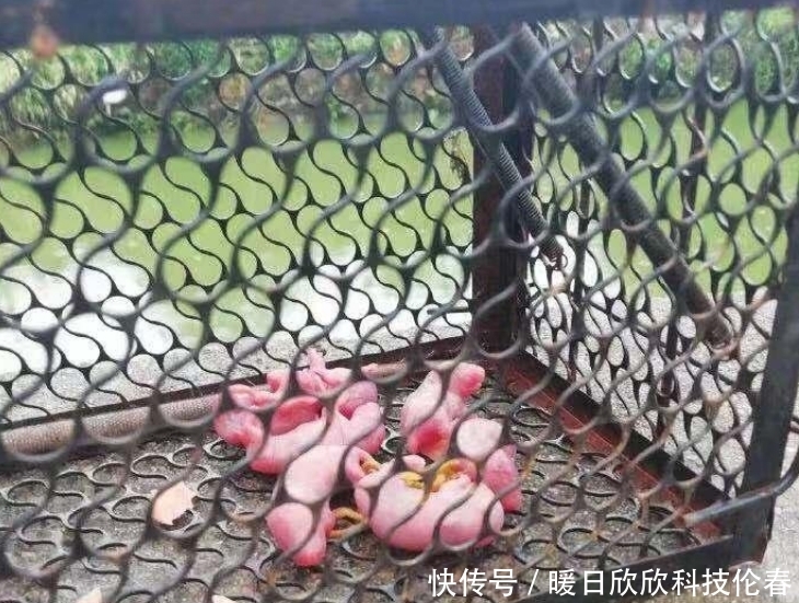  男子|男子下定决心要灭鼠，抓住老鼠后却不知所措！网友：阿弥陀佛