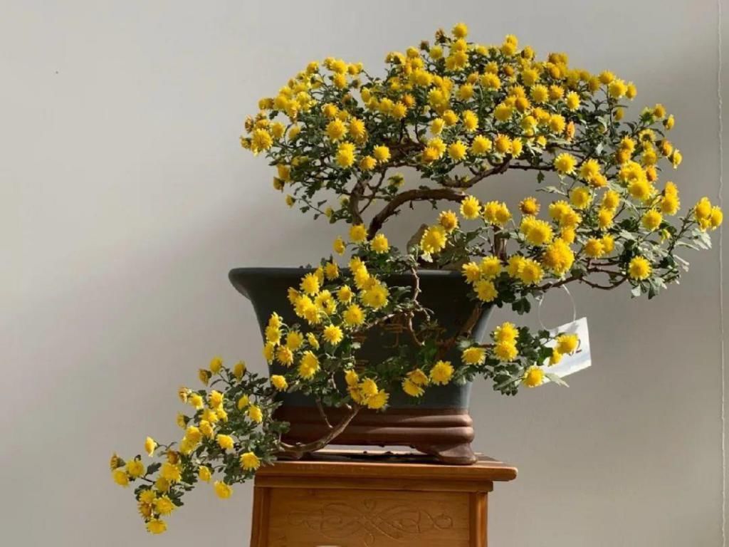 养成|最大的长寿老桩,7年时间,养成盆景!