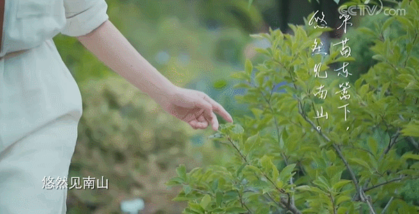  生活|这档被埋没的神仙综艺，值一个热搜！董卿插花比主持更美