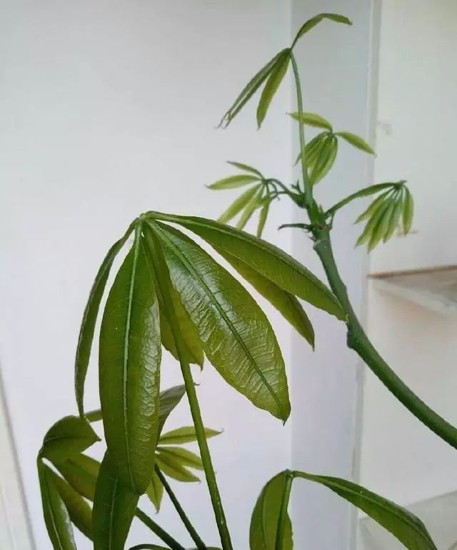 发光|给发财树喷一点小玩意,叶子翠绿发光,新芽新枝条蹭蹭冒!