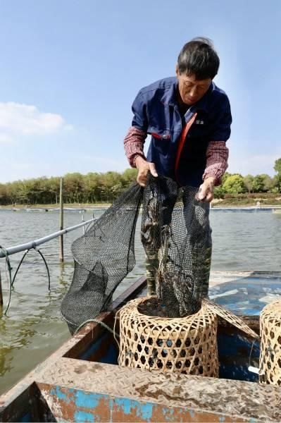 崇明|一只螃蟹九两重，崇明“乌小蟹”摘帽变身极品大闸蟹