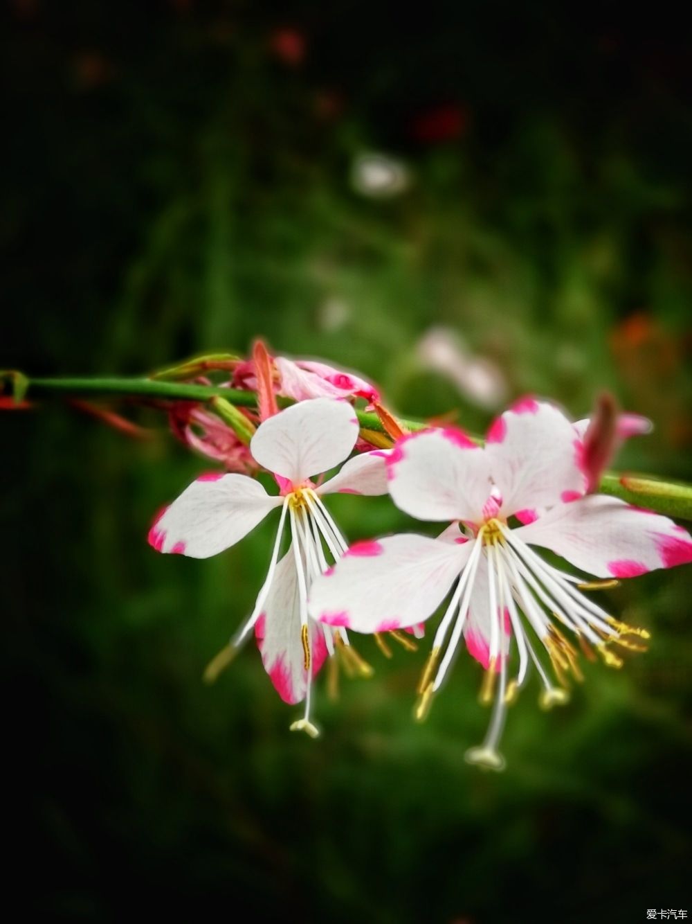  博物馆|游览中国园林博物馆