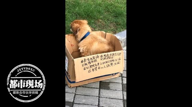  原因|老人“放生”19岁老宠物狗，民警上门罚款500，原因令人心酸