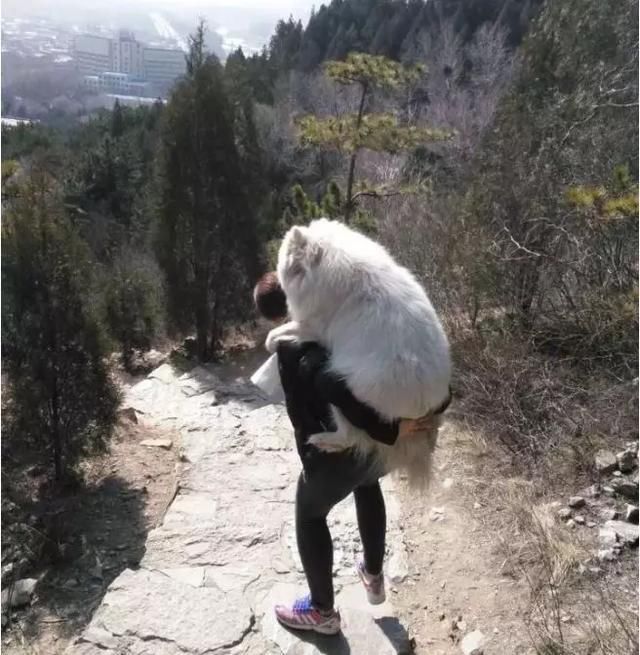  减肥手术|想减肥？养只狗吧！这只狗狗帮主人一年瘦了260多斤