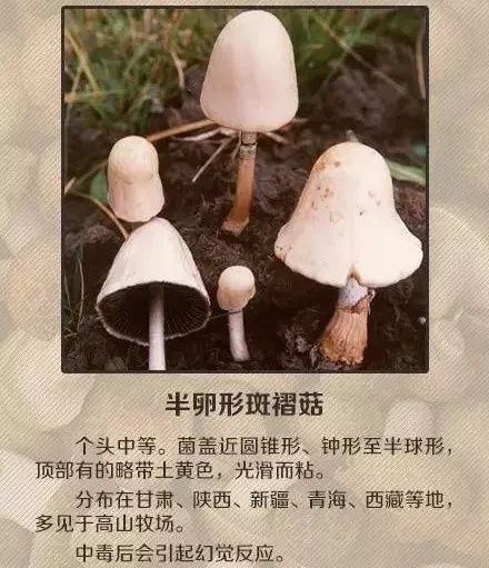 女子|吃了这个东西后,女子报警:家里进了4个贼