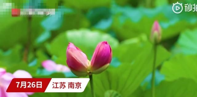  玄武湖|南京玄武湖连续出现2株并蒂莲，无法人工复制极为珍贵