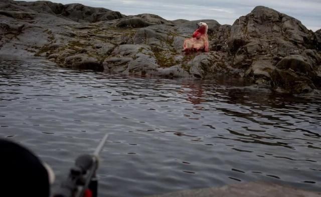  合法|有钱人花上33万，就可以在加拿大合法杀死一只北极熊