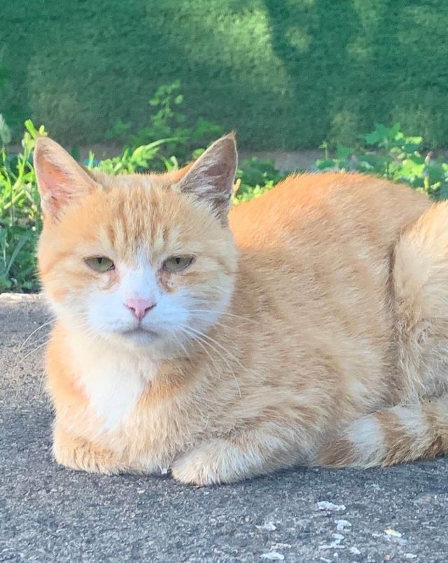金刚|【看图配话】森林公园小橘猫们，七个金刚葫芦娃