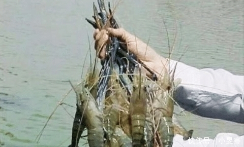 泛滥成灾|小龙虾跌落神坛,被“淡水虾王”取代,吃货尝过后:再见,小龙虾!