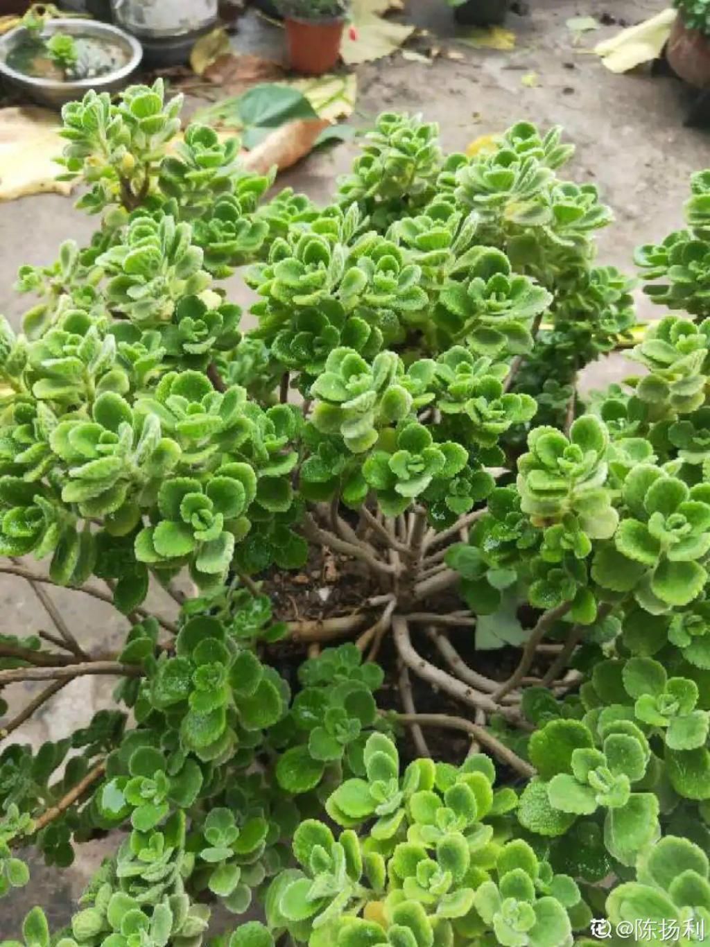 养成|最大的长寿老桩，7年时间，养成盆景！