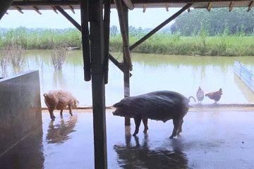 经验|小分队总结出经验，原来中午时候捉鸡最容易！