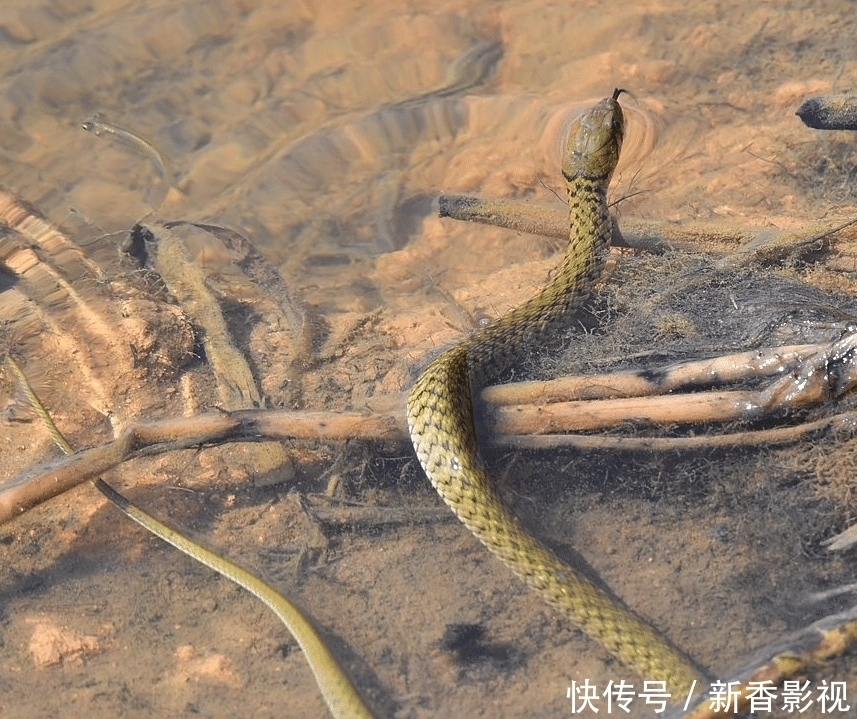 展品|男子用野生动物作展品，民警现场查获2.1米草花蛇