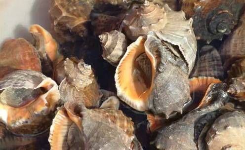 今日|今日开海!这84种海鲜,你都认识吗?你真的会吃海鲜吗?