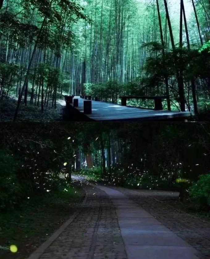  梦幻|超梦幻！西湖边的萤火虫你见过吗？这个地方还有1500亩的萤火虫公园！