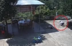  女童|6岁女童被远方亲戚用锄头猛击致重伤，凶手有精神病史