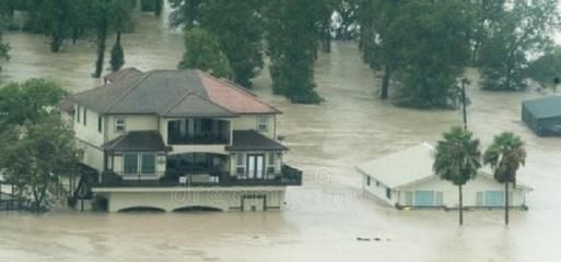  洪水|狗狗被主人拴在电线杆上＂等死＂，比飓风洪水更可怕的是人心！