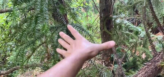  寻诱|农村小伙进大山寻诱蜂箱准备割蜜，没想到这从损失的不止一窝蜜蜂