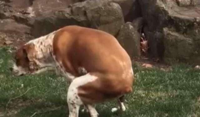 体现|咬人犬未必全是恶犬,但随意伤人就是恶犬,犬的行为体现主人素养