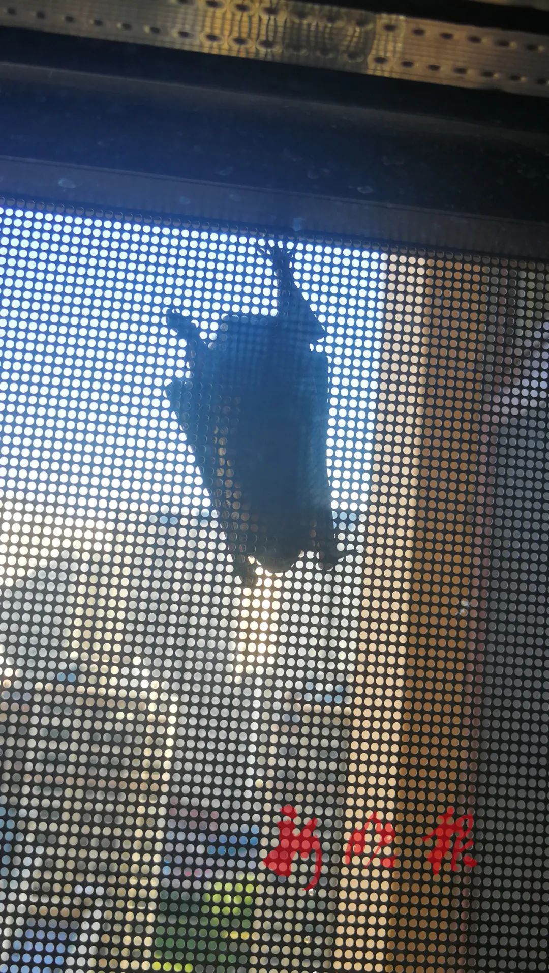  立刻|头皮发麻！自家纱窗上倒挂1只蝙蝠，业主吓得立刻......