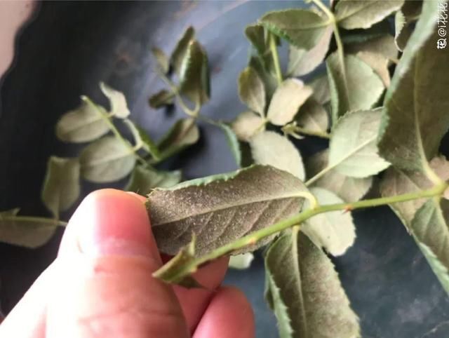  新芽|花养成光杆司令，赶紧这么救，3天冒新芽