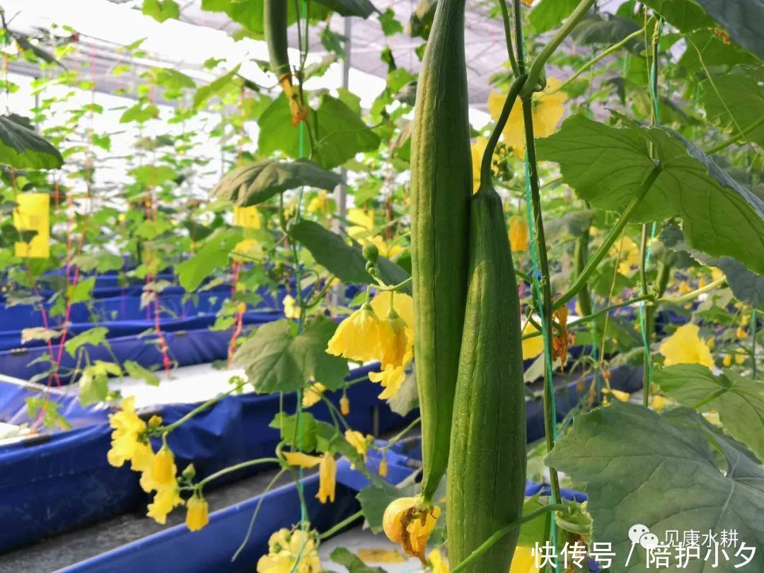 蔬菜|湾区绿菜水培蔬菜|乾隆皇帝都赞不绝口的丝瓜究竟好在哪??
