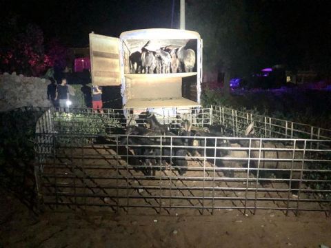  违规|凌晨发现异常快艇 警方截获216只未经检验检疫违规入岛活羊