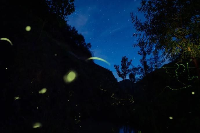  梦幻|超梦幻！西湖边的萤火虫你见过吗？这个地方还有1500亩的萤火虫公园！