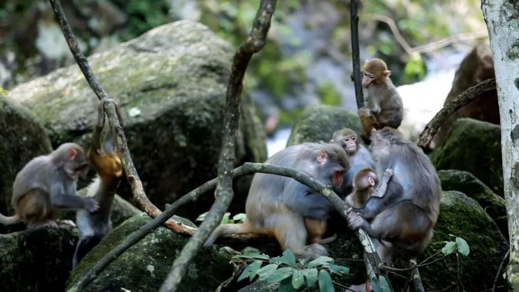  姑婆|危险！姑婆山里的“大师兄”进入狂暴模式，疯狂抢夺市民食物还把人伤了！