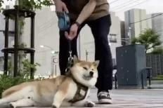 懒到|不想走了!废柴瘫软一地懒到回不了家,网笑:是放假的我