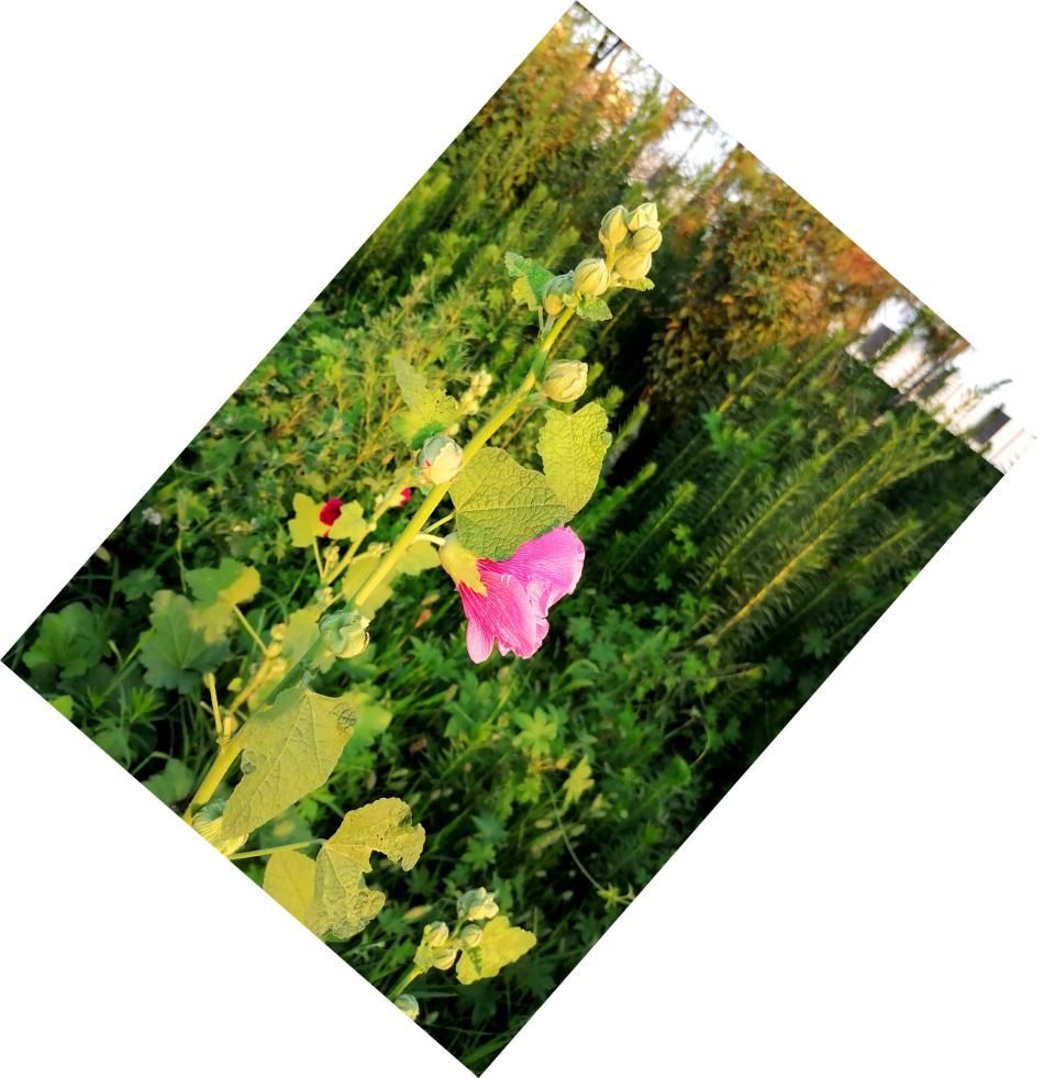 蜀葵|盛夏赏蜀葵，观花心情爽！