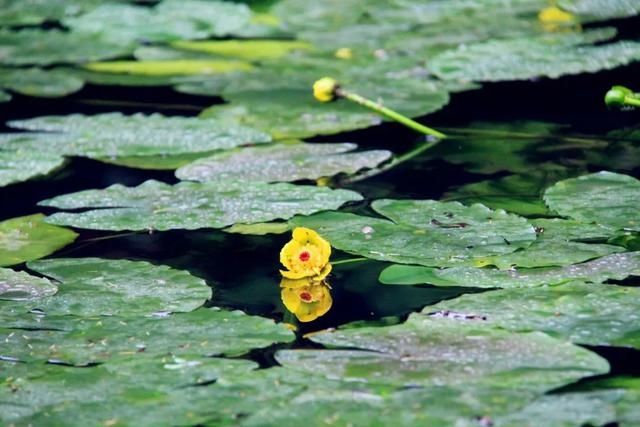  宝石山|0.5个亭子长啥样？这个夏天，西湖边这些地方不去会遗憾！