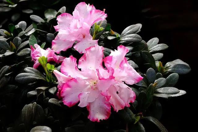  视角|【摄影讲评】焦距到底是个什么 第1226讲？