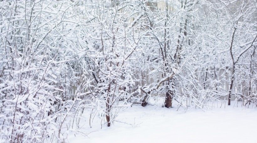  生肖|八月初期，会走“狗屎运”的4大生肖，爱情事业齐登门，喜事连连