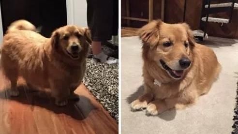 后代|柯基犬的“基因”有多强大？网友：永远都摆脱不了的小短腿！