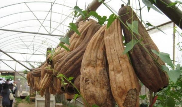  丝瓜瓤|在农村丝瓜越老越“值钱”，只用来洗碗太可惜了，却不知有大用处