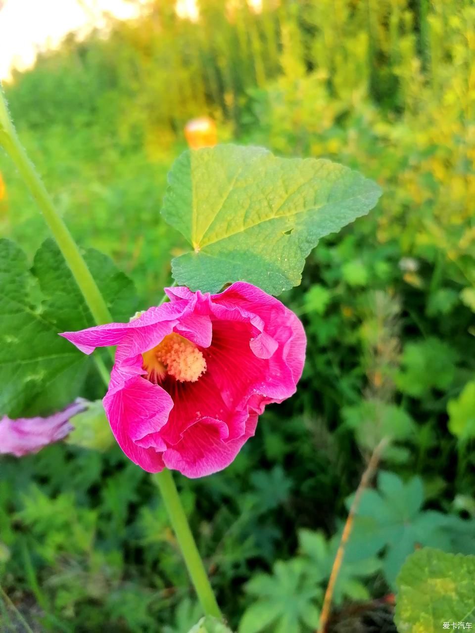 蜀葵|盛夏赏蜀葵，观花心情爽！