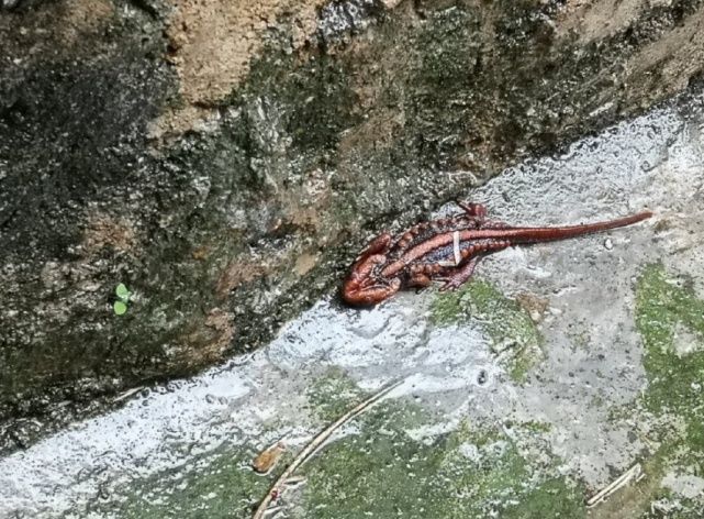 瘰疣|云南女子山中遇红瘰疣螈 属国家重点保护野生动物名录