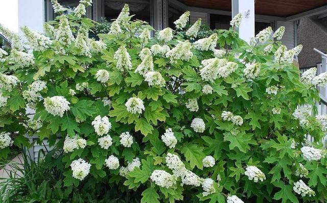  修剪|托尼老师教您修剪绣球花，记住简单两点，拿剪刀的手再也不抖啦